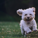 What Should You Know Before Getting a Teacup Dog?